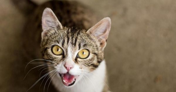 宠物猫身体不适（小猫的健康状态）