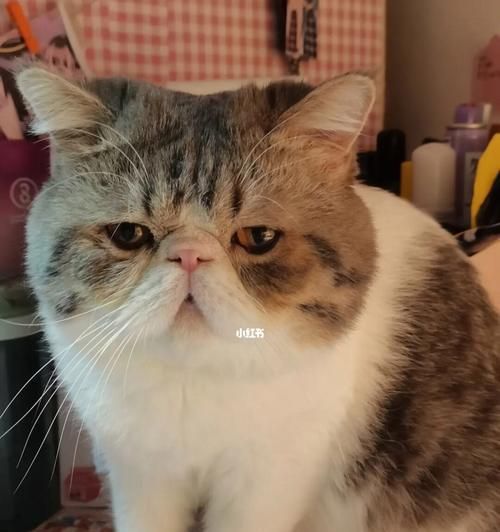 宠物猫身体不适（小猫的健康状态）