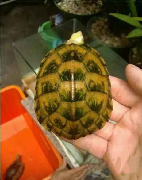 龟友的养龟经验总结，对错自论哦！