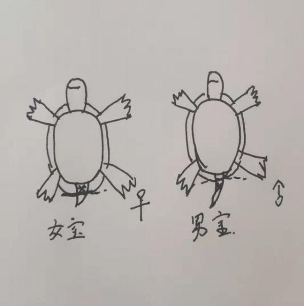 养龟多年，说说自己的一些个人经验和心得