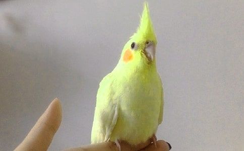 虎皮鹦鹉作文
