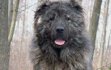 高加索犬起立训练秘籍（让你的高加索犬成为起立之王！）