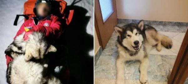 如何照顾老年阿拉斯加犬（以宠物为主，为您提供全面指南）