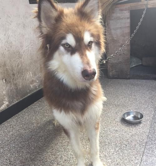 如何照顾老年阿拉斯加犬（以宠物为主，为您提供全面指南）