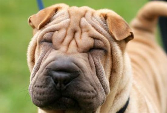 沙皮犬易得的疾病和防治方法有哪些？来get下吧
