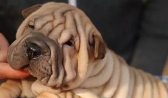 沙皮犬易得的疾病和防治方法有哪些？来get下吧