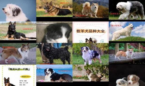 小型牧羊犬种类
