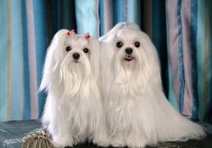 常见长毛小型犬品种盘点