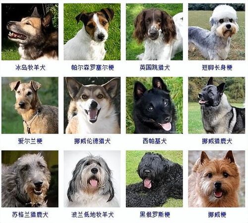 常见长毛小型犬品种盘点