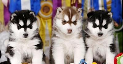 尾巴小的狗——迷你犬品种大盘点（迷你犬的魅力与特点）