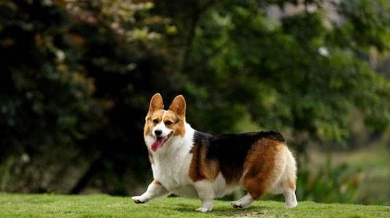 小型犬品种介绍（探寻适合宠物的小型犬品种）