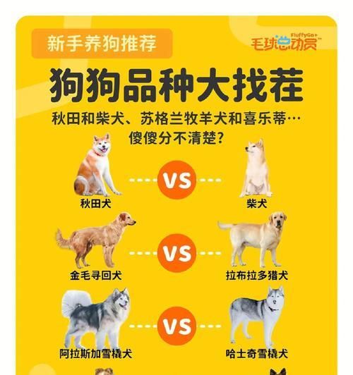 小型犬品种大揭秘（了解这些小型犬，成为宠物主人的首选！）
