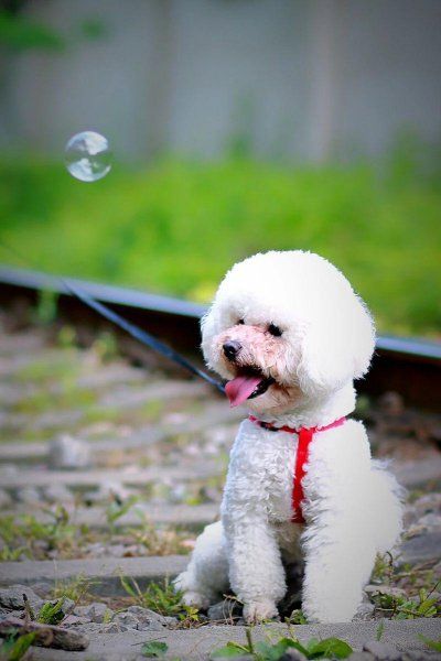 小型犬类品种大全