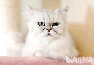金吉拉猫美容，宠物护理必备