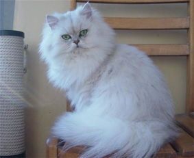 金吉拉猫美容，宠物护理必备