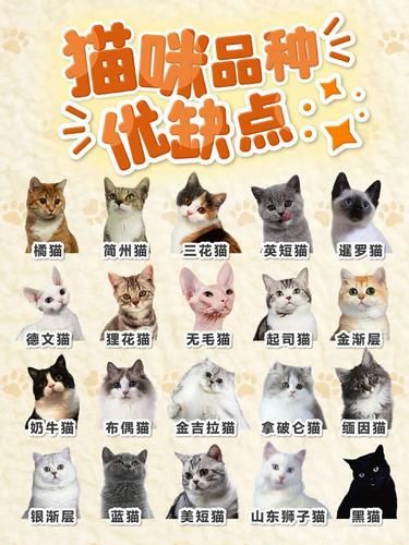 养猫人必看！这些猫咪种类你知道吗？