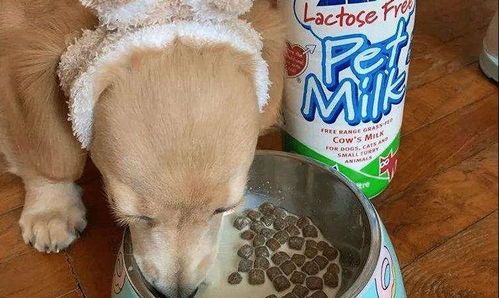 狗狗产后补奶首选:羊奶粉+营养餐