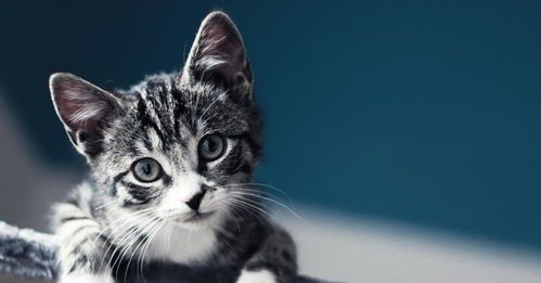 宠物猫腿伤,速用宠物专用药膏!