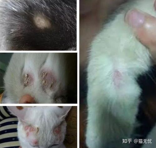 宠物猫癣专用药膏,快速治愈,安全有效。