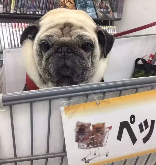 宠物吐血，速用宠物专用止血药