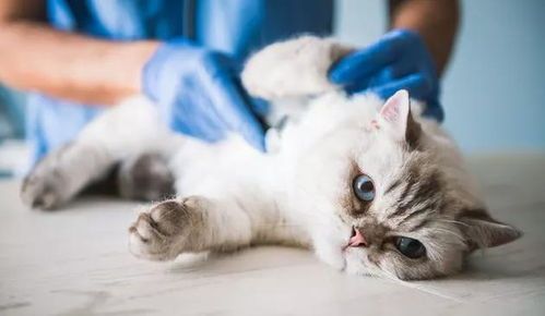 猫咪营养补充，选对食物是关键！