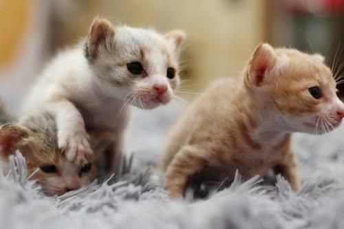 猫咪营养补充，选对食物是关键！