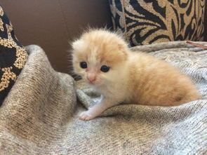 产后猫咪营养餐,助力奶水充足