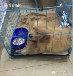 宠物术后昏迷,紧急救助中
