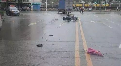 遭遇车祸宠物,及时救助是关键。