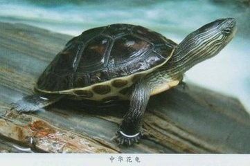 如何科学养护宠物小乌龟?
