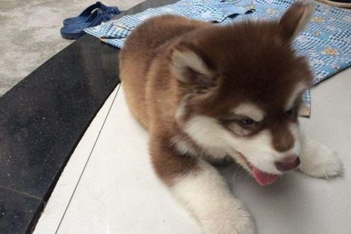 四个月大阿拉斯加宜吃幼犬专用粮