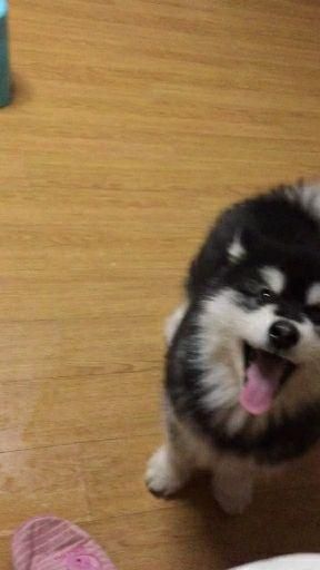 四个月大阿拉斯加宜吃幼犬专用粮