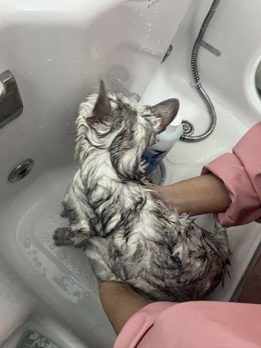 健康先行～猫咪护理
