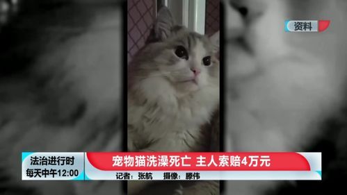 猫咪SPA好处:放松身心,促进血液循环,提升毛发光泽。宠物SPA,按摩放松。