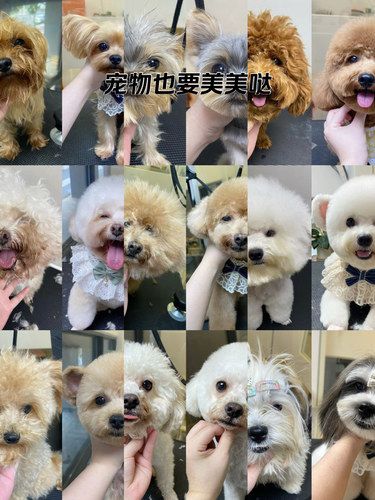 小狗就是妈妈的脸面，必须安排到位