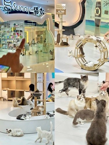在湛江…新开的…吸猫天堂｜全新的猫咖体验