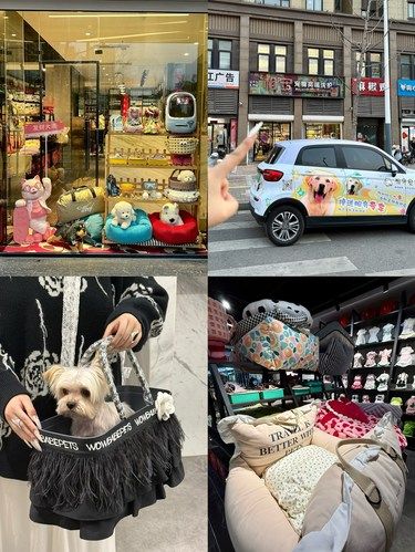 徐州的养宠人不用羡慕任何城市！！
