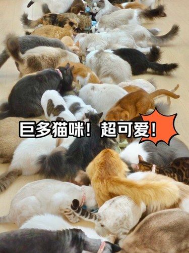 深圳的！！喜欢猫咪的千万不要错过这里！！