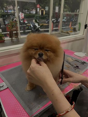 波比寵物美容-寵物美容,寵物洗澡,台北寵物美容,新莊區寵物美容