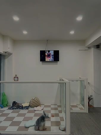 波比寵物美容-寵物美容,寵物洗澡,台北寵物美容,新莊區寵物美容