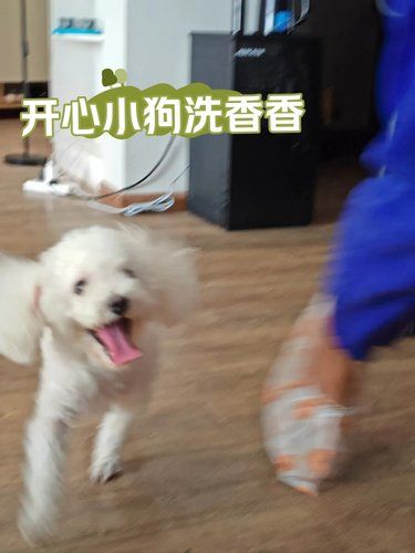 贵阳探店 | 来给我家狗狗洗澡澡～