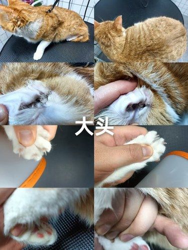 地铁口的宠物馆，就在紫金庵。