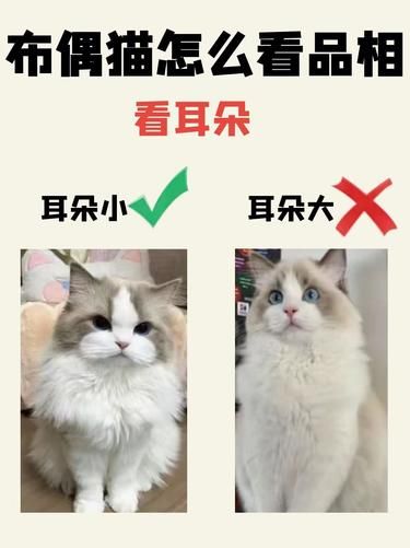 60 秒！布偶猫挑选秘籍大公开