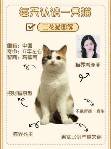 每天认识一只猫咪 三花猫