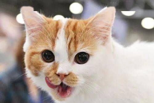 养猫必备:15招宠物猫养护攻略