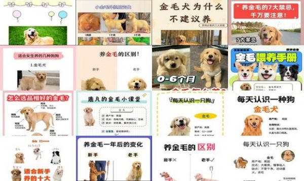 大金毛犬怎么养