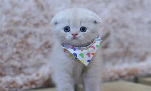 宠物猫应该怎么喂养