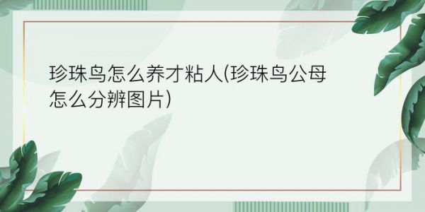 珍珠鸟怎么养才粘人(珍珠鸟公母怎么分辨图片)