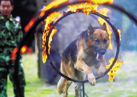 杭州消防搜救犬协会简介