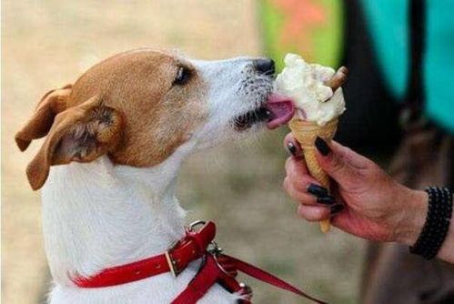 “大型狗狗美食图，萌宠食谱大公开！”